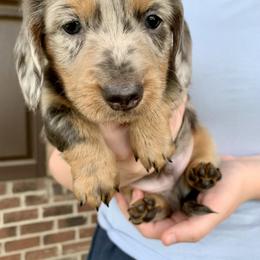 Dachshund Puppies from Wendy's Weenies
