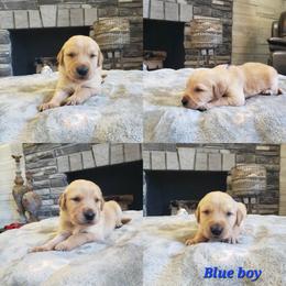 Blue boy - Golden male Golden Retriever puppy in Howell, Michigan from Robbin's Treasures