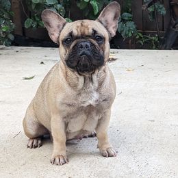 Canela - French Bulldog
