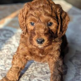 Yellow - Red  male Goldendoodle puppy in Connecticut from Valley View Doodles