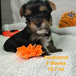 Ferdinand - Black and tan male Yorkshire Terrier puppy in Ashland, Kentucky from Yorkie Paw