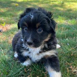 Glenn - Black tri-color male Australian Shepherd puppy in Scottsville, Virginia from Cedar Creek Aussies