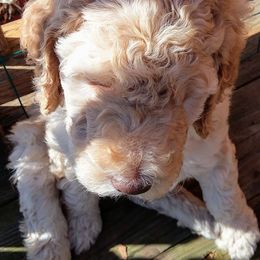Poodle Puppies from Sharon’s Poodles