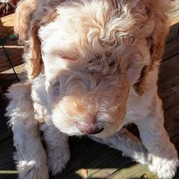 Poodle Puppies from Sharon’s Poodles