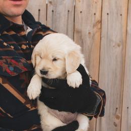 Cookie - Light golden female Golden Retriever puppy in Mason, Michigan from Sweet Breeze Acres