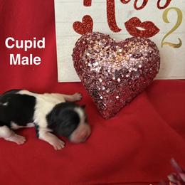 Cupid - Black and white male Shih Tzu puppy in Mattoon, Illinois from Jenkins Tzu and Poo’s