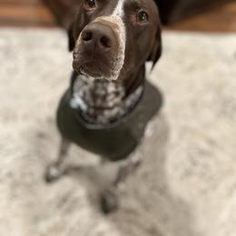 German Shorthaired Pointer All Grown Up from Windward German Shorthaired Pointers