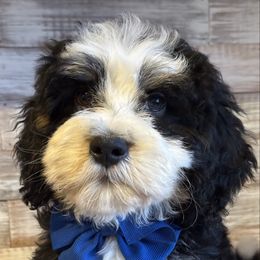 River - Tri-color male Bernedoodle puppy in Peterstown, West Virginia from To Love A Doodle