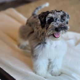 Jelly Roll - Merle male Schnoodle puppy in Grove, Oklahoma from Grand Lake Poodles & Doodles