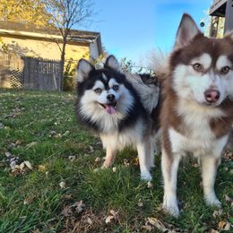 Pomsky puppies from Valparaiso Pomskys
