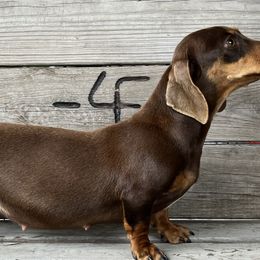 Kona - Dachshund