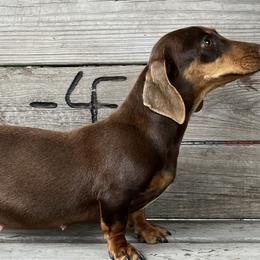 Kona - Dachshund