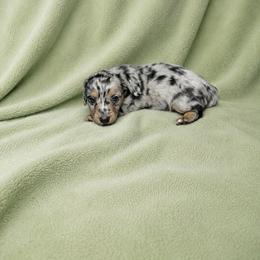 Cletus - Dapple male Dachshund puppy in Richmond, Virginia from Paw Prints
