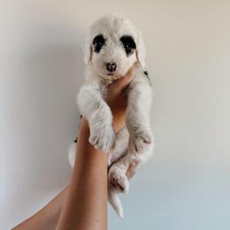 Scout - Black and white male Sheepadoodle puppy in Wabash, Indiana from DOODCompany