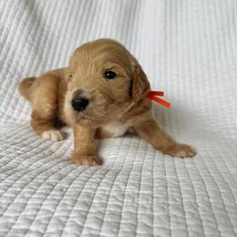 Peanut Butter - Apricot female Goldendoodle puppy in Montgomery, Texas from Dacus Doodles