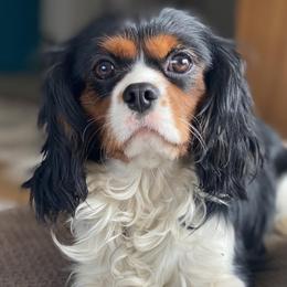 Pretzel - Cavalier King Charles Spaniel