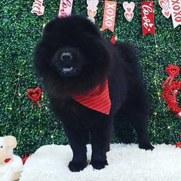 Dexter - Chow Chow
