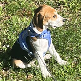 Harrier Puppies from Darkfire Harriers
