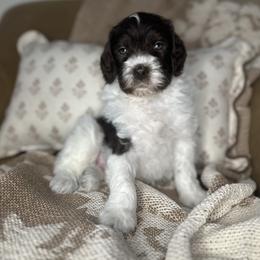 Teddy - Chocolate male Assorted Doodle Crosses puppy in West Monroe, Louisiana from Southern Haven Doodles