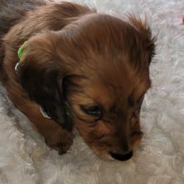 Dachshund Puppies from CLARK'S BREEDING PROGRAM