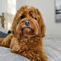 Ellie - Australian Labradoodle