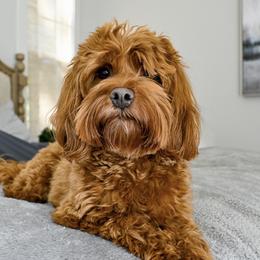 Ellie - Australian Labradoodle