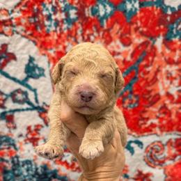 Tortellini - Yellow and white male Bernedoodle puppy in Macon County, North Carolina from Mountain Doodles