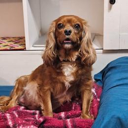 Zoe - Cavalier King Charles Spaniel