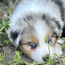 Storm - Blue merle Australian Shepherd puppy in Florida from Florida Australian Shepherds
