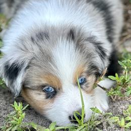 Storm - Blue merle Australian Shepherd puppy in Florida from Florida Australian Shepherds