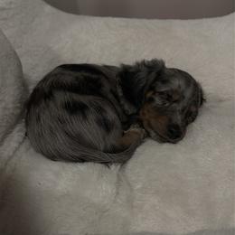 Dachshund Puppies from Mini Dachshunds