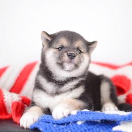 Fumi - Red Headed Black and Tan Boy - Black and tan male Shiba Inu puppy in Neosho, Missouri from Sunny Terrace Shibas