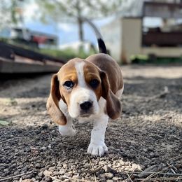 Beagle Puppies from Bluebonnet Kennels