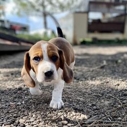 Beagle Puppies from Bluebonnet Kennels