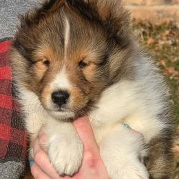 Truffle - Sable and white male Shetland Sheepdog puppy in Seminole, Oklahoma from Symphony Shelties