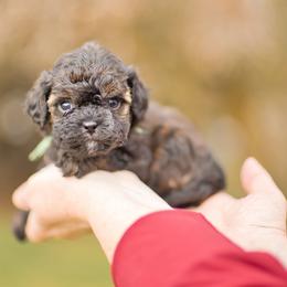 Cavapoochon puppies from Habibi Bears - Beloved Teddy Bear Puppies