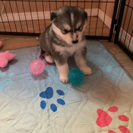 Siberian Husky Puppies from Canace Siberians