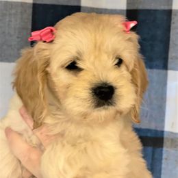 Cavapoo and Cockapoo Puppies from Clearview Canines