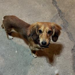 Maggie - Dachshund