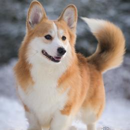 Chillony - Pembroke Welsh Corgi