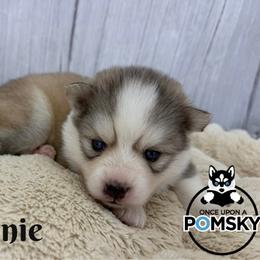 Bonnie - Silver female Pomsky puppy in Eastman, Georgia from Once Upon A Pomsky