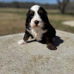 Bernedoodle Puppies from Sweet Pea Bernedoodles