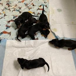 Dachshund Puppies from Hursh’s Hounds