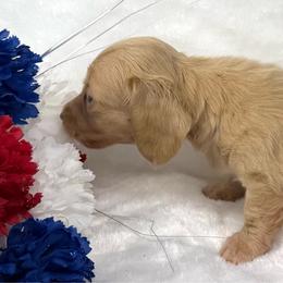 Taylor - Cream female Dachshund puppy in Mesquite, Texas from AB Dachshund