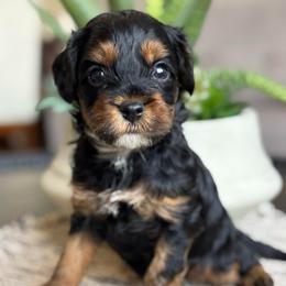 Fred - Tri-color male Cavapoo puppy in Sun City, Arizona from AZ Cavapoos