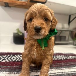 Greene - Red  male Goldendoodle puppy in Sacramento, California from Creamy Retrievers