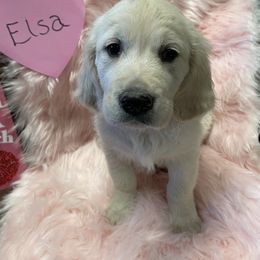 Golden Retriever Puppies from R Ranch Goldens