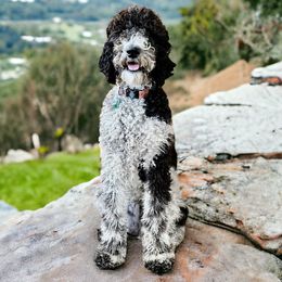 Poppy - Poodle
