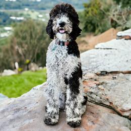 Poppy - Poodle