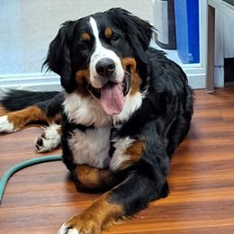 Bernese Mountain Dogs from MadKnight Farms Bernese